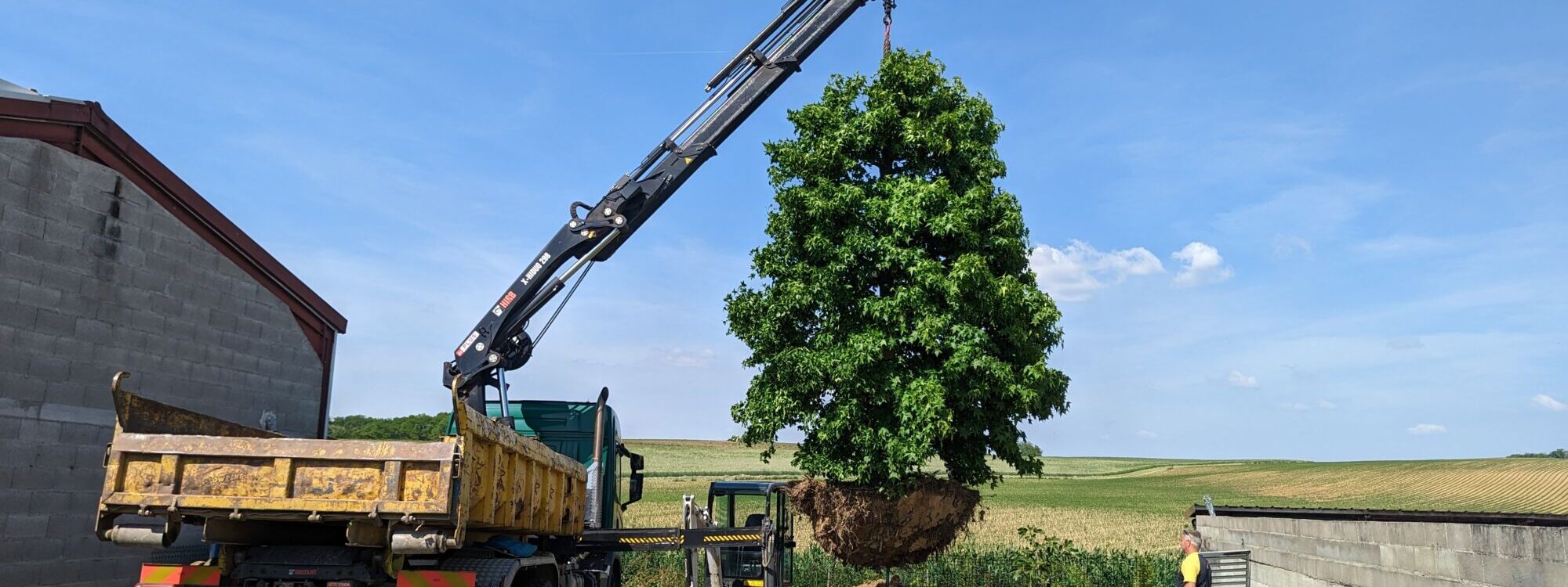 Réintégration d&#8217;un arbre à Aspach Montbéliard